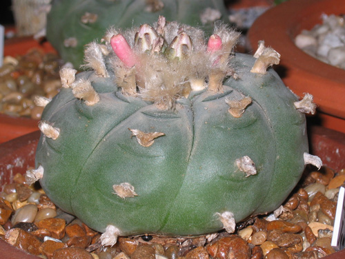 Lophophora Williamsii with buds and fruit